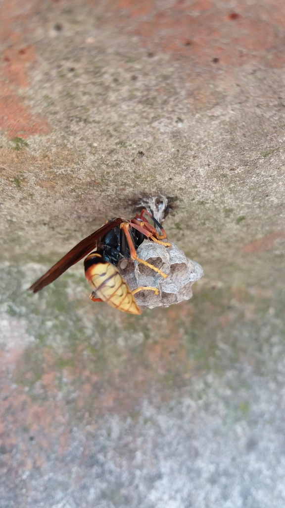 Polistes cavapytiformis