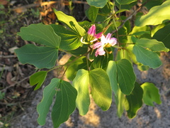 Bauhinia macranthera