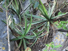 Agave difformis