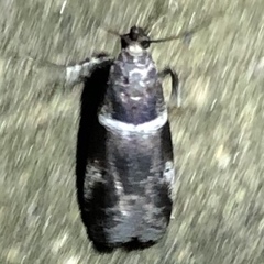 Quasisalebria atratella