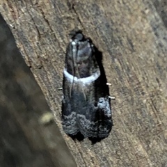 Quasisalebria atratella