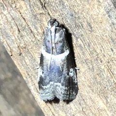 Quasisalebria atratella