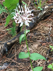 Monarda russeliana