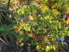 Bauhinia macranthera