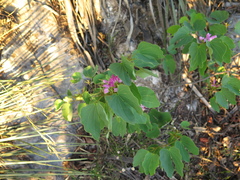 Bauhinia macranthera