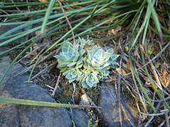 Echeveria simulans