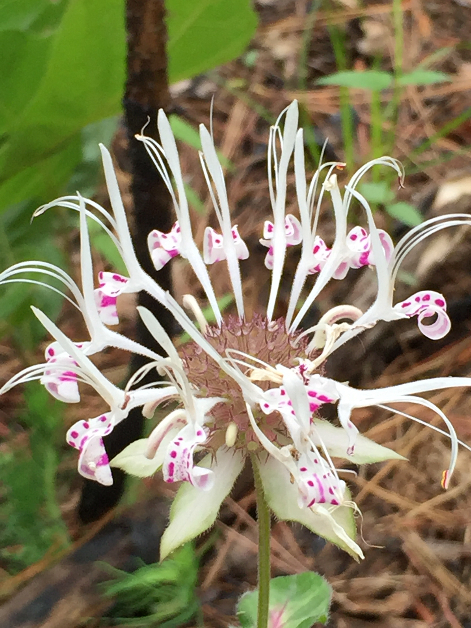 Monarda russeliana