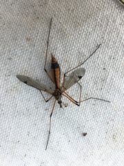 Tipula californica