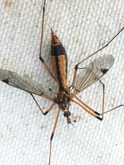 Tipula californica