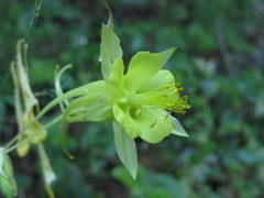 Aquilegia longissima