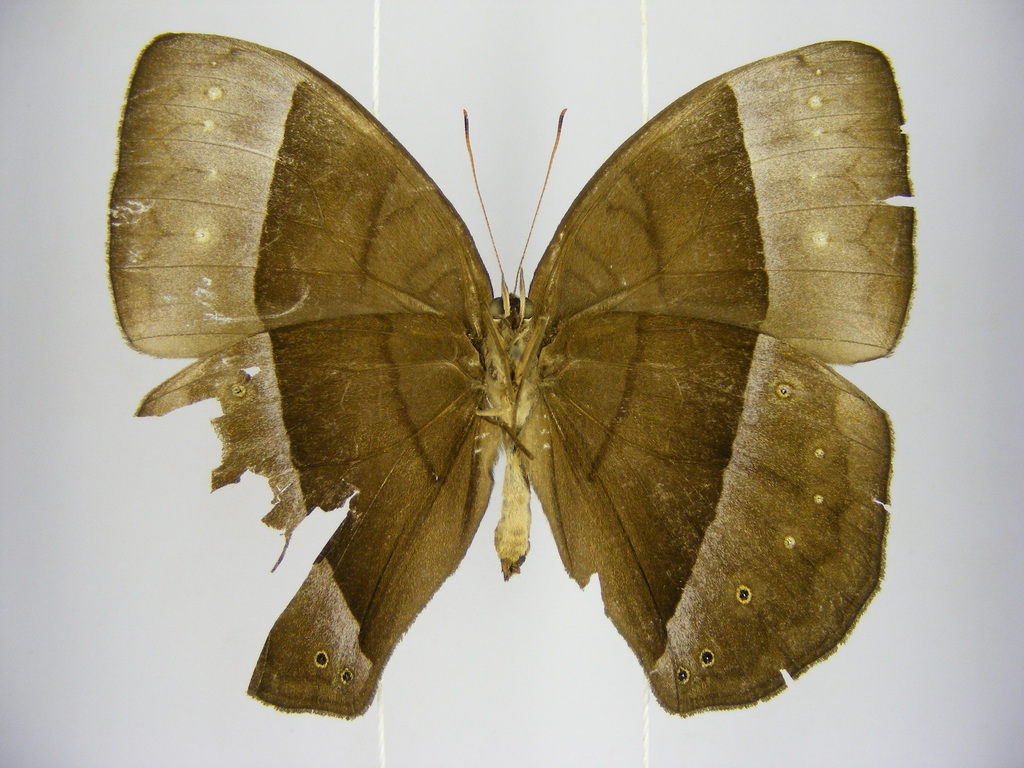 Large Blue-banded Bush Brown