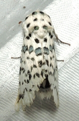 Kamalia australis