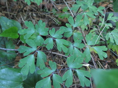 Aquilegia longissima