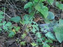 Aquilegia longissima