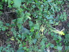 Aquilegia longissima