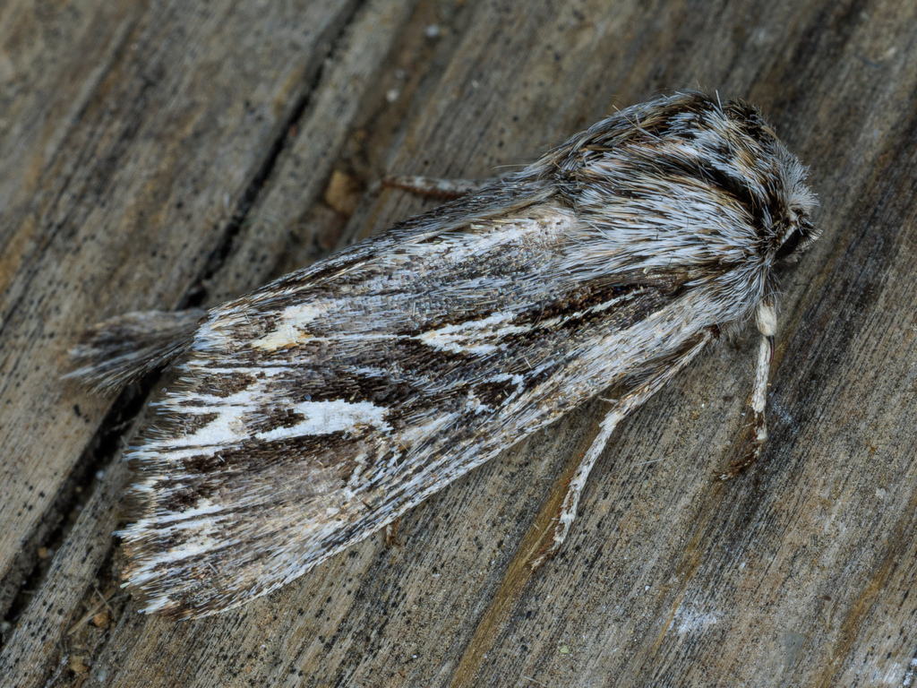 Provia argentata