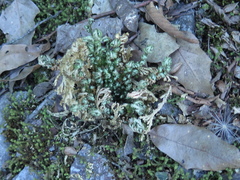 Selaginella pilifera