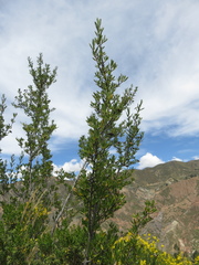 Kageneckia lanceolata