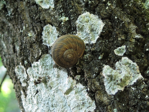 Humboldtiana nuevoleonis