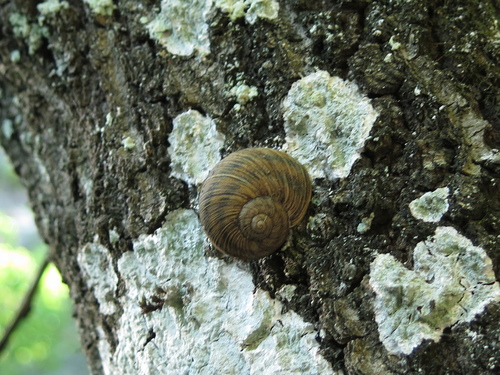 Humboldtiana nuevoleonis