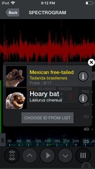 Tadarida brasiliensis