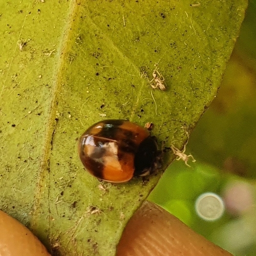 Two-spotted Lady Beetle