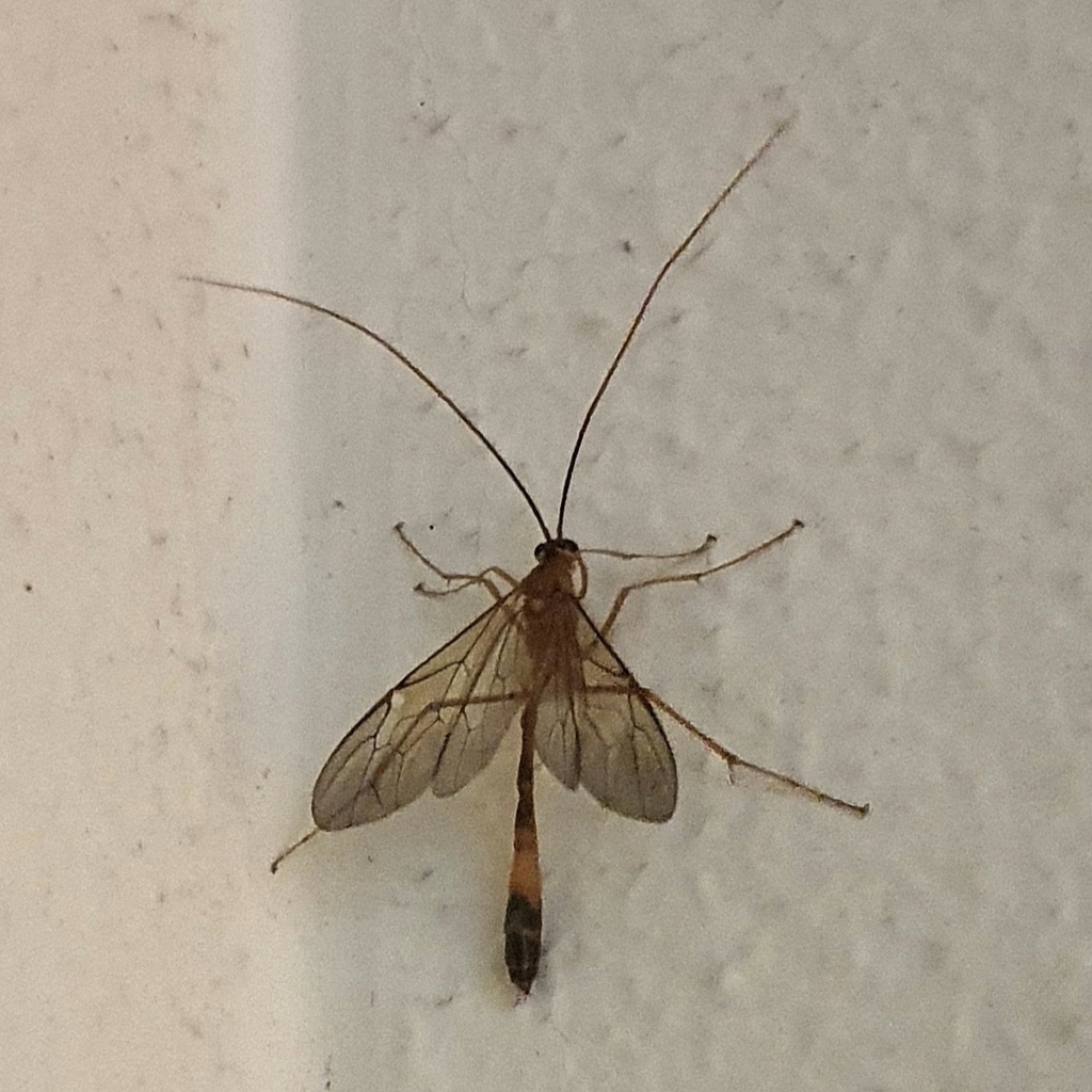 Stauropoctonus bombycivorus