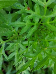 Cosmos caudatus