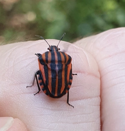 European Striped Shield Bug