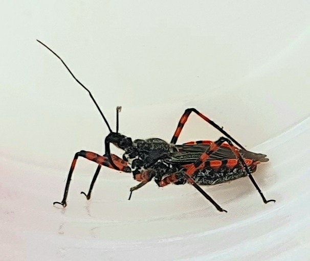 Sphedanolestes cingulatus
