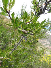 Kageneckia lanceolata