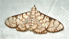 Aphytoceros lucusalis