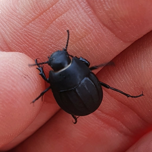 Erodius siculus