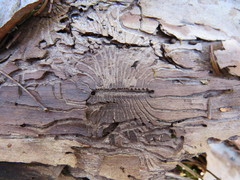 Scolytus