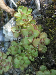 Pinguicula gracilis