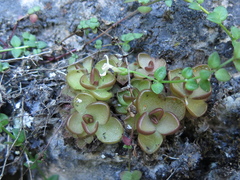 Pinguicula gracilis