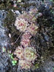 Pinguicula gracilis