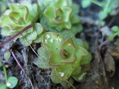 Pinguicula gracilis