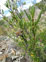 Kageneckia lanceolata