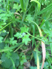 Nemophila parviflora