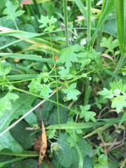 Nemophila parviflora
