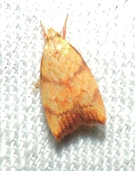 Pycnozancla acribes
