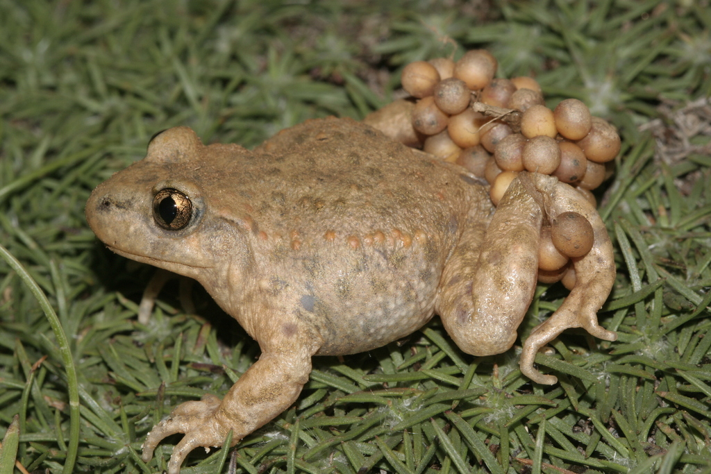 Catalonian Midwife Toad
