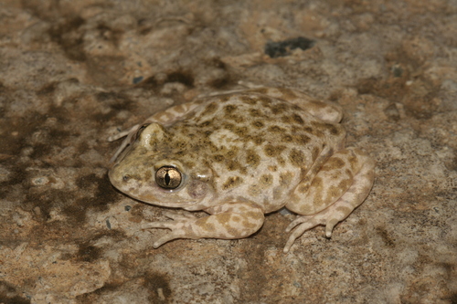 Catalonian Midwife Toad, photo 5 of 10