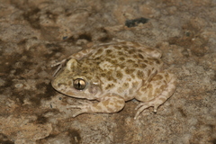 Catalonian Midwife Toad photo 5