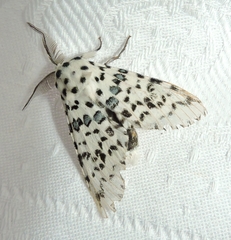 Kamalia australis