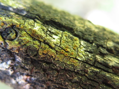 Gyalolechia epiphyta