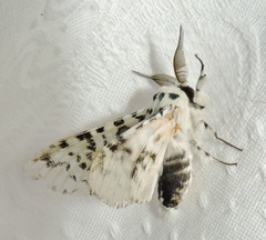 Kamalia australis
