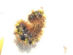 Lophocampa argentata