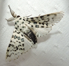 Kamalia australis